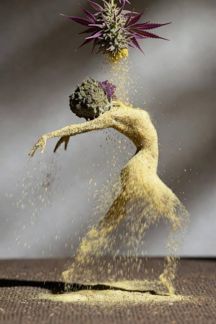 Golden pollen falling from a purple flower and forming a dancing figure