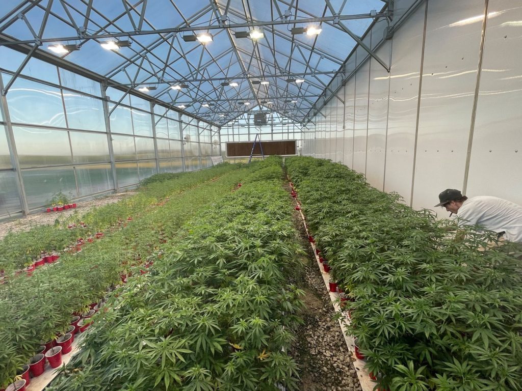 Growing basics guide picture
