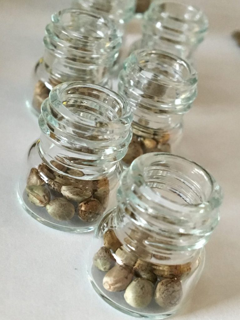 Seeds hand selected and sorted into small glass jars