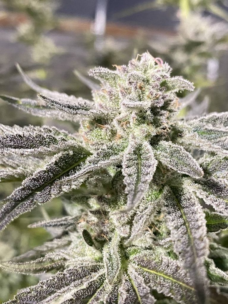 Lulu flower, photo 1
