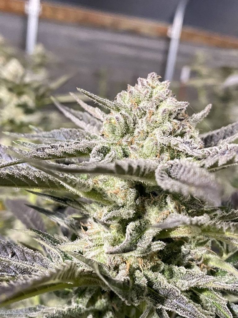 Lulu flower, photo 2
