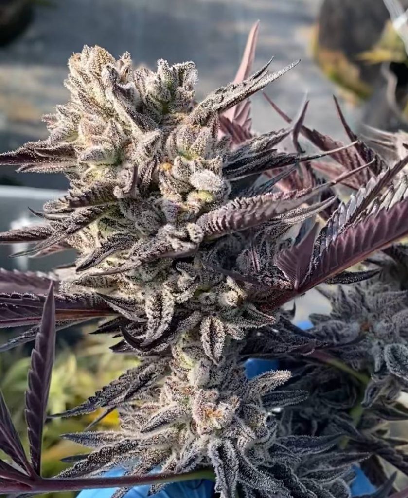 Palm Beach Sour 2.0 flower
