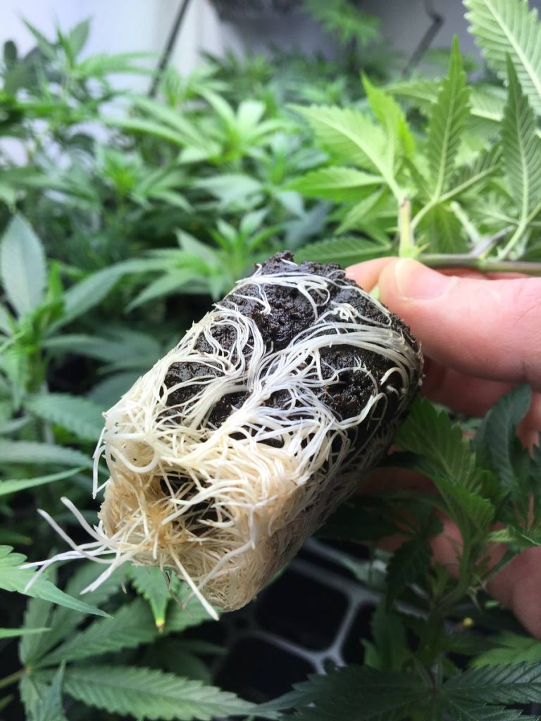 Rooted clone with healthy white roots