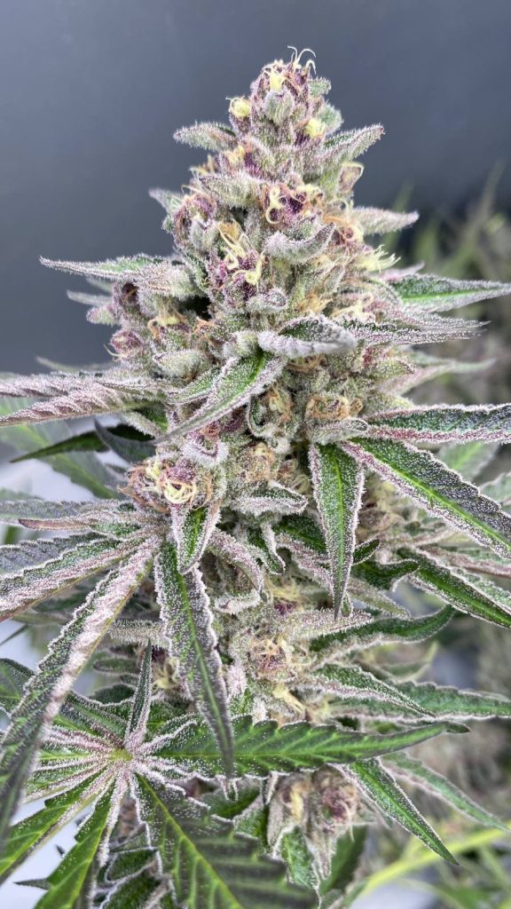 Purple and green flower with frosty trichomes and orange hairs